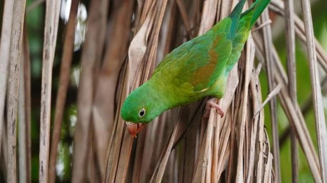 Uvita: Bird Watching Tour