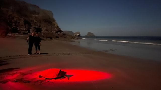 Tamarindo: Turtle Watching Night Tour with Expert Naturalist