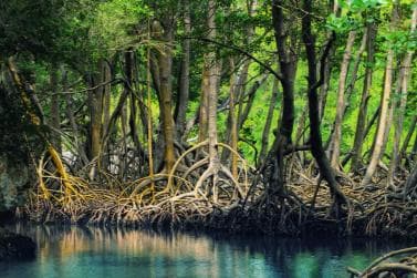 Los Haitises: Cacao & Coffee Rainforest Hike/Boat Tour