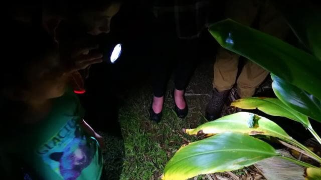 Uvita: Private Nature & Wildlife Night Tour Tropical Forest