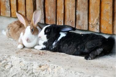 Punta Cana Xploration Animal Park Bus Tour with Hotel Pickup – Adults $90, Kids $68