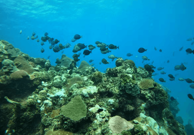 Snorkelling in Havana