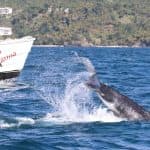 Samana: Whale Watching and Cayo Levantado Full Day Tour