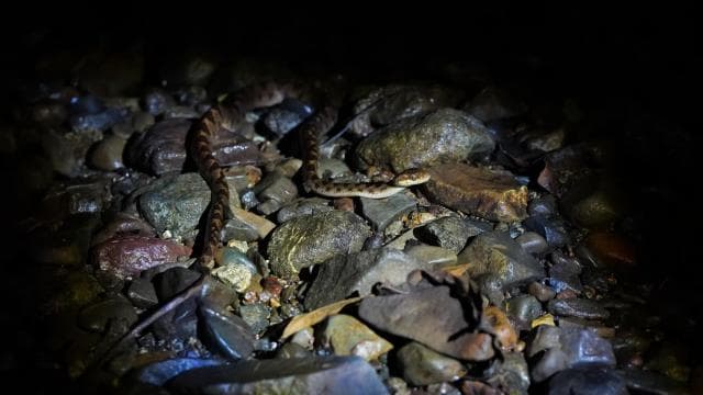 Drake Bay - Night Walk Tour