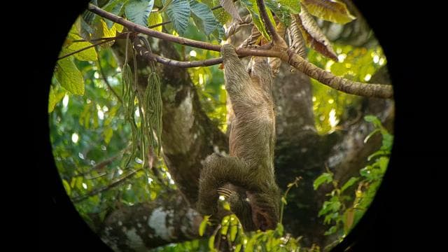 Fortuna Combo: Hanging Bridges + Arenal Volcano & Waterfall