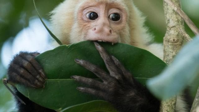 Quepos Costa Rica: Mangrove Monkey Tour