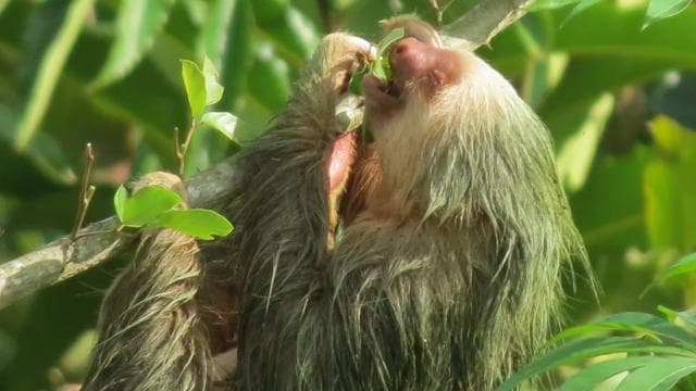 La Fortuna: Sloth Tour in the Wild