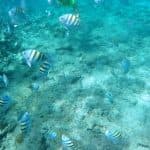 Snorkeling Tour & Sosua Beach Day