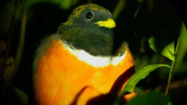 Monteverde: Oktari Monteverde Night Walk Tour