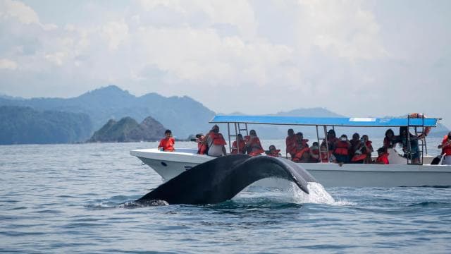 Whales Watching Adventure in Uvita with Expert Guides