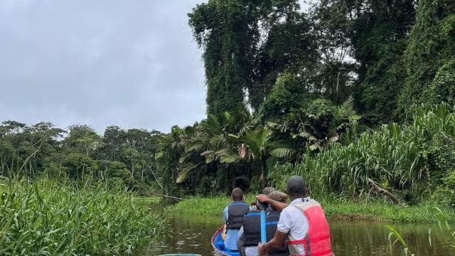 Tortuguero: Canoe tour package and night walk in the jungle.