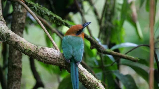 Bird Watching Tour at Rainforest Adventures Braulio Carrillo