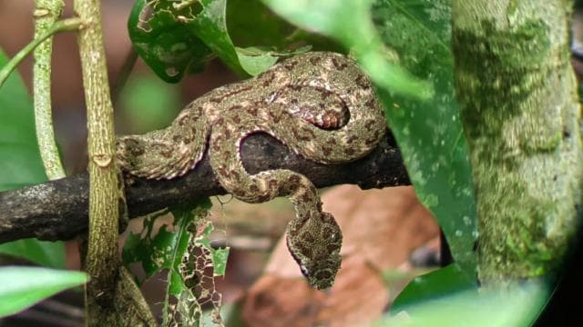 Manuel Antonio: Jungle Night Tour and Buttlerfly Garden