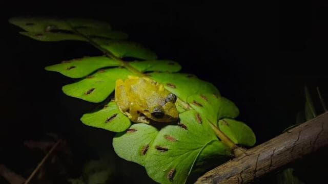 Monteverde: Coffee and Chocolate Tour with Night Hike
