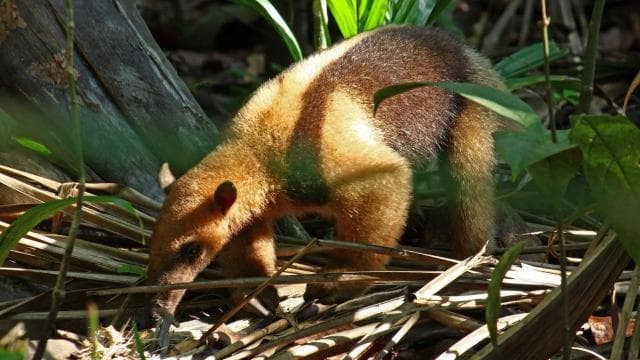 Corcovado National Park: Adventure Tour Overnight - 2 Days