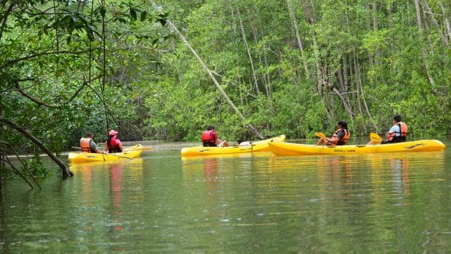 Quepos: Mangrove Kayaking Tour