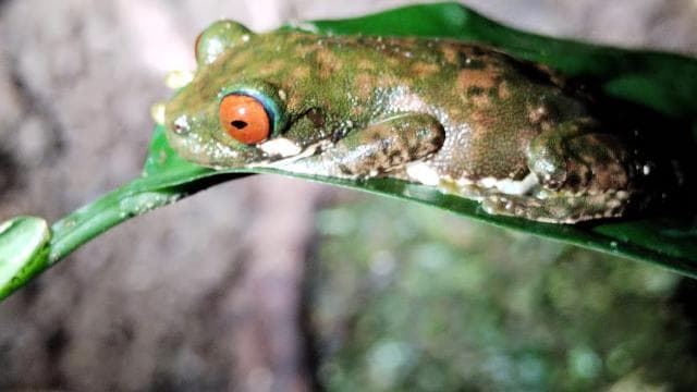 Immerse yourself in the magic of the Monteverde Cloud Forest