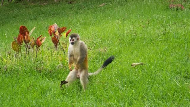 From Jaco: Full-Day Manuel Antonio National Park Tour