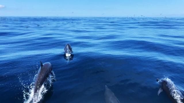 Drake Bay - Whales and Dolphins Watching Tour