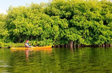 Miches: El Limón Lagoon Guided Kayak Tour with Guide