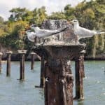From Samana: Los Haitises Boat and Walking Tour with Lunch