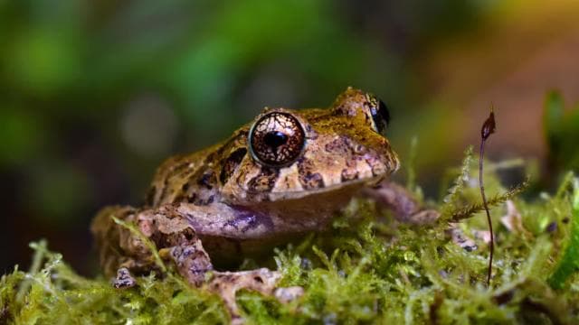 Santa Elena: Cloud Forest Reserve Guided Tour