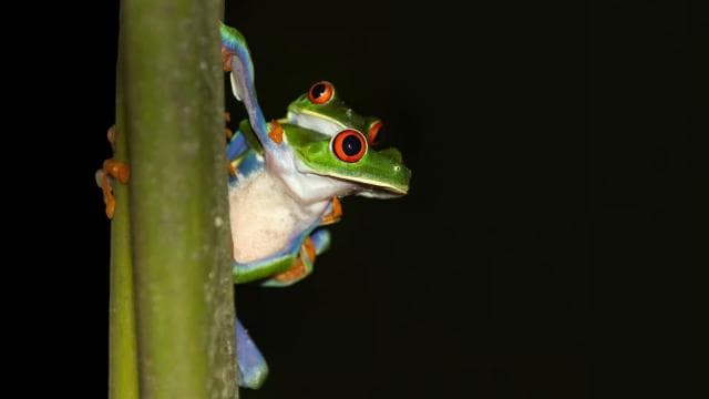 Cahuita: Night Reptile Tour with Specialist Guide