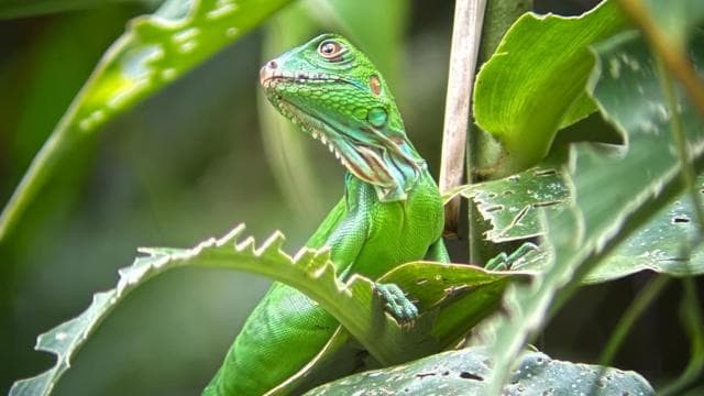 From San José To Manuel Antonio national Park Guided tour