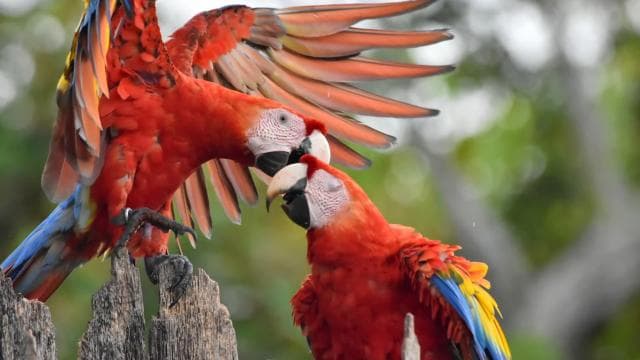 Esquipulas: Manuel Antonio Birdwatching experience