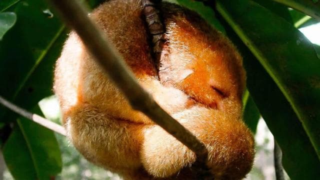 Manuel Antonio: Damas Island Mangrove Boat Tour with Lunch