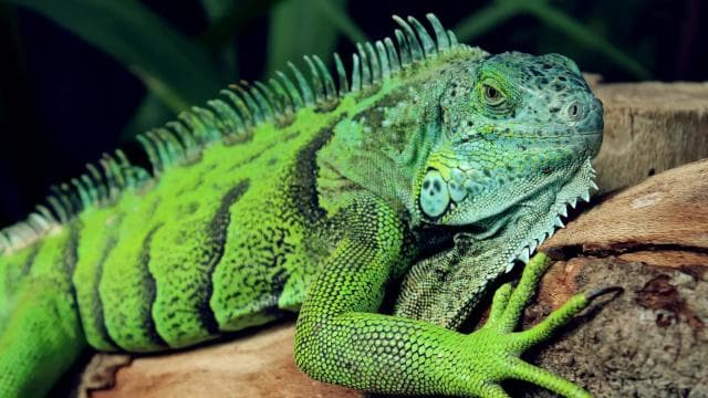 Cahuita: Night Reptile Tour with Specialist Guide