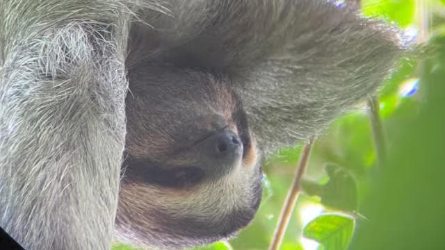 PRIVATE TOUR Manuel Antonio park
