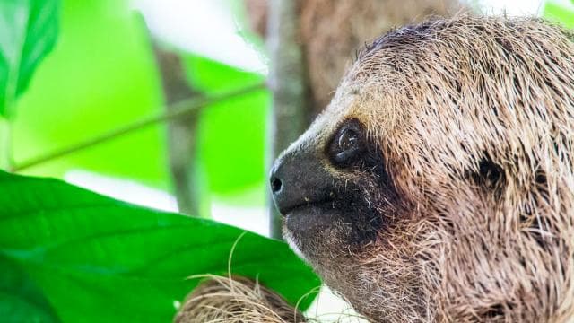 Corcovado National Park - Sirena Station - 1 night stay