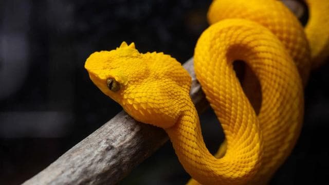 Costa Rica: Guided Nature Hike in Cahuita National Park