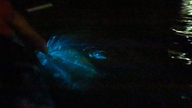 Paquera: Sunset and Bioluminescence Evening Kayaking Tour