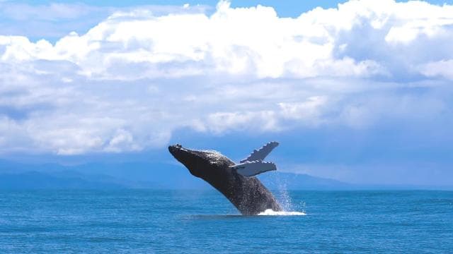 Marino Ballena National Park: Whale Watching Boat Tour
