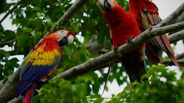 Manuel Antonio: Scarlet Macaw Tour with Professional Photos