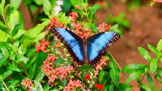 From San Jose: La Paz Waterfall Gardens Guided Day Tour