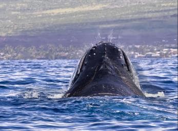 Miches: Half Day Whale Watching Catamaran Tour with Snacks