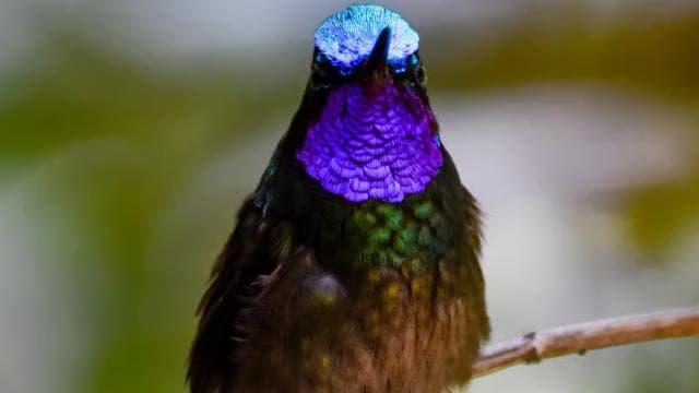 Monteverde: Cloud Forest Guided Nature Tour