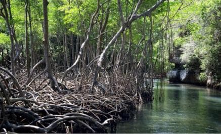 Samana: Los Haitises Kayaks & Caño Hondo Pools Tour w/ Lunch