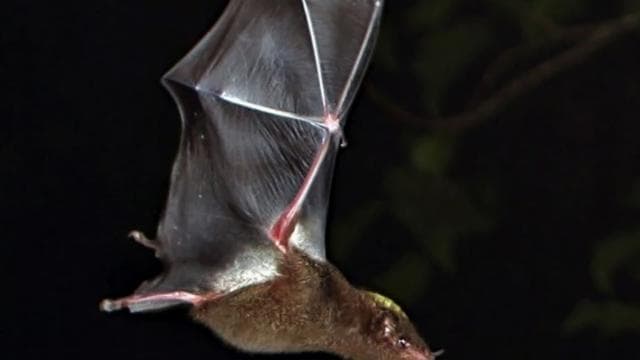 Santa Elena or Monteverde: Cloud Forest Night Walking Tour