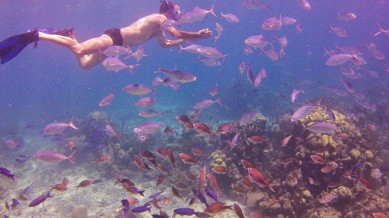 Catalina island snorkel with Food and drinks (Full Day)