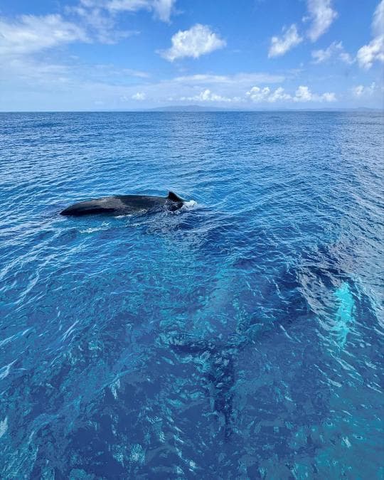 Punta Cana Whale Watching & Kayak at Laguna Limón – Miches Eco Tour