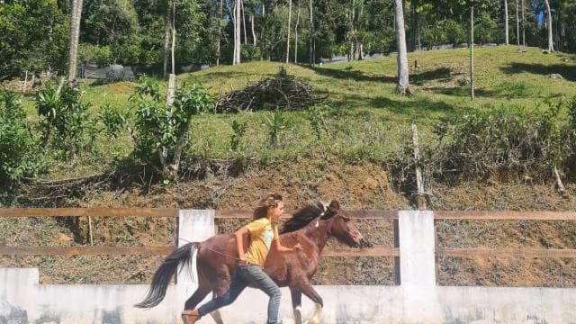 Finca Soley: Liberty Workshop and coaching with Horses