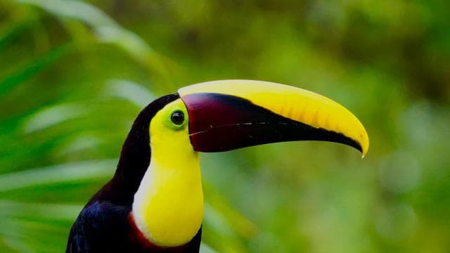 Manuel Antonio Park: Guided Walking Tour with a Naturalist