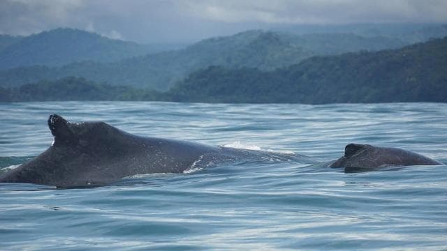 WHALE & DOLPHIN WATCHING IN UVITA COSTA RICA