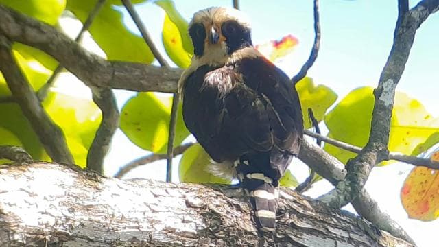 Uvita: Bird Watching Tour
