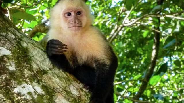 From Manzanillo: Cahuita Snorkel and Rainforest Hike