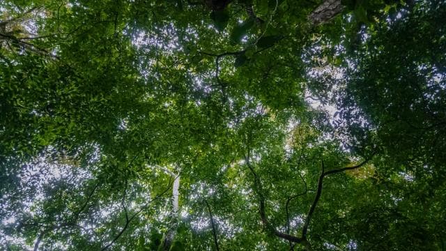El Tanque: GreenEcoPark Guided Hike with Seasonal Fruits
